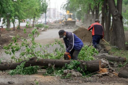 Storm-Felled Firewood, Click Training and Solar Batteries Image